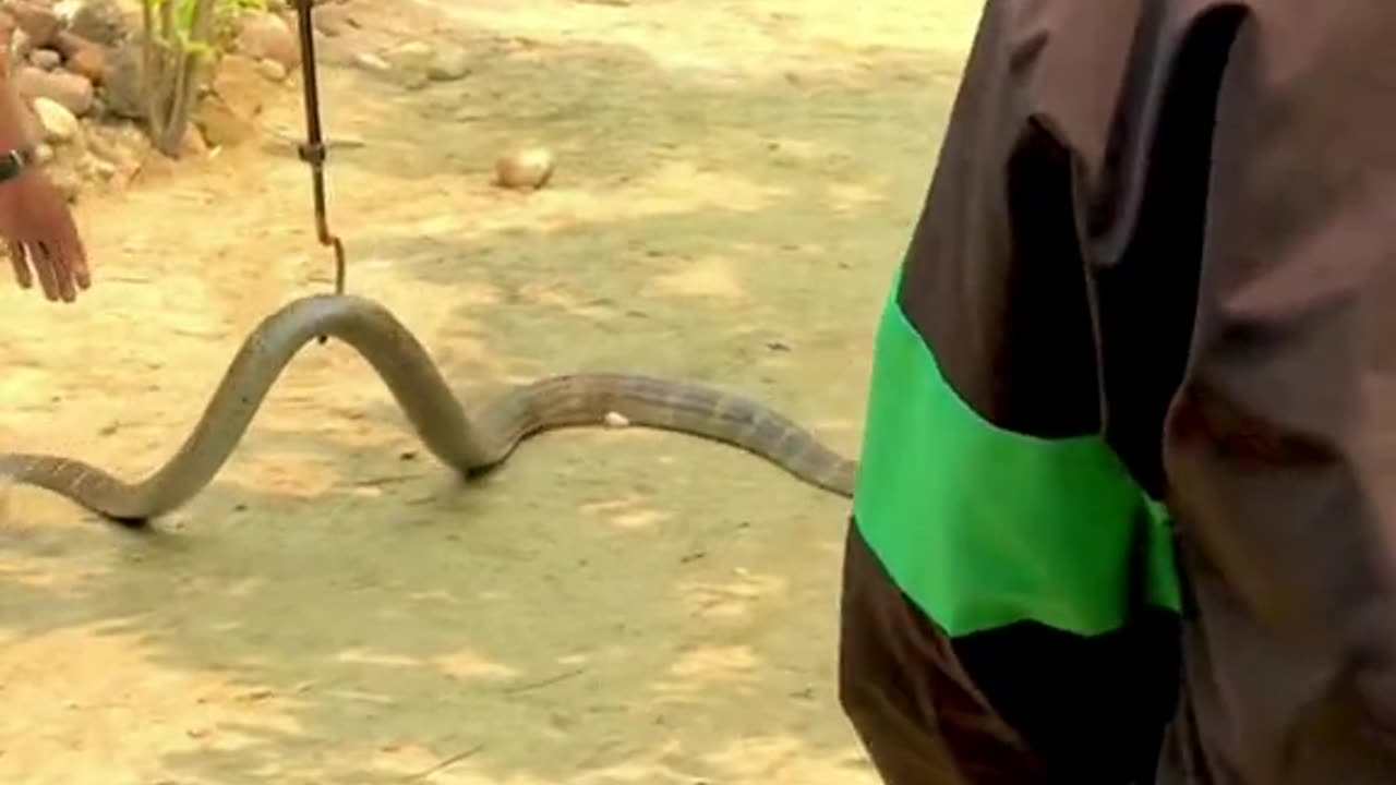 "Thrilling Cobra Rescue Mission: 2 Nawalpur, Nepal"#kingcobra #rescue #nawalpur #Nepal