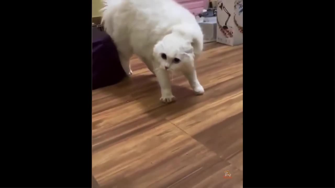 Funniest Cats And Dogs Video Collection 3