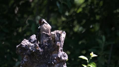 *wonderful woodpecker*
