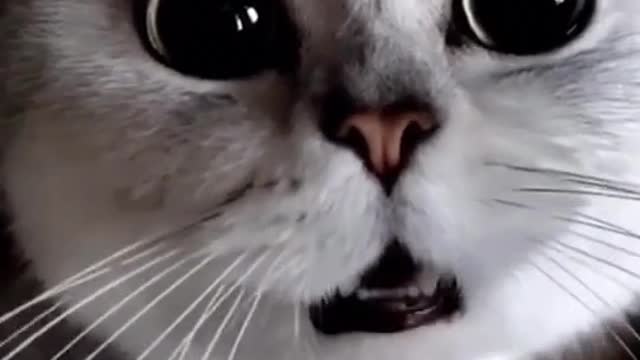 ❤️ Send this to someone you care about😻 so cute cats- cat video