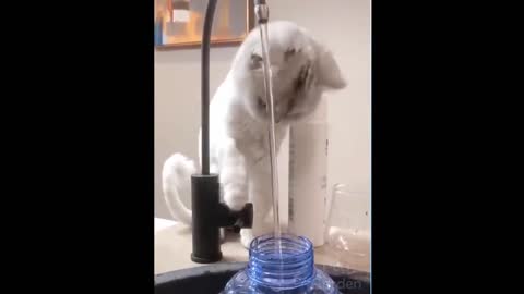 This cat really wants to wash his head