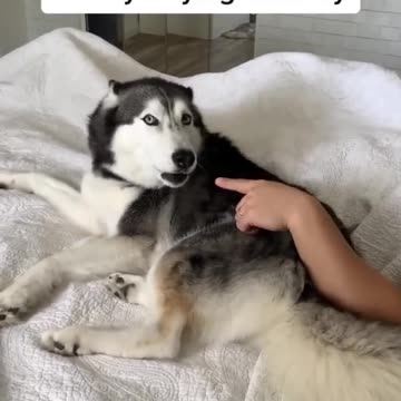 Husky farted then denied it. HAHAHAHA