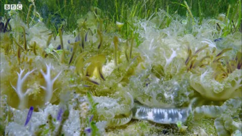 Jellyfish Sunbathing | BBC Earth