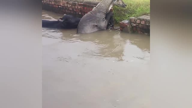 Hippo came to rescue