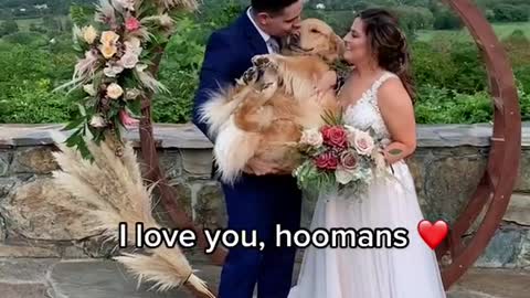 Because your dogs are family too… 💍🐶