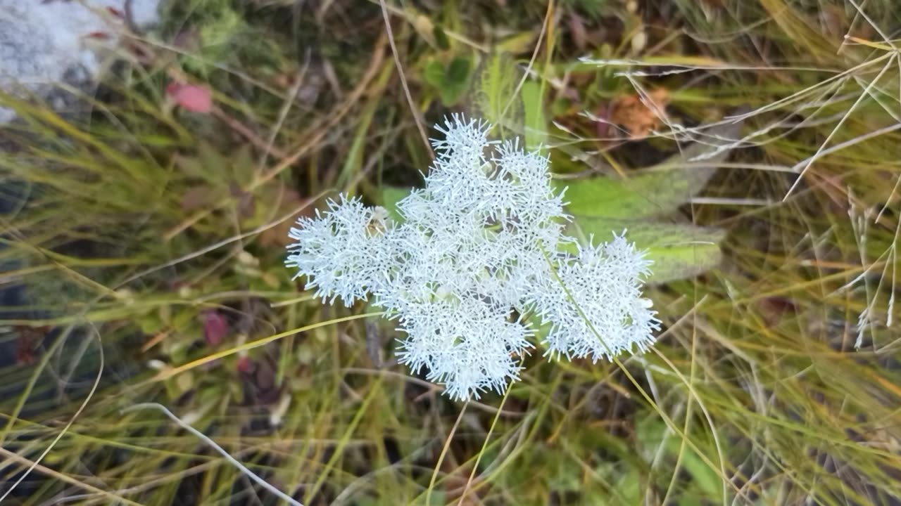 Billygoat weed