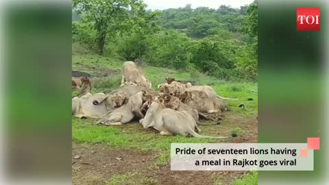 Lions pride having meal