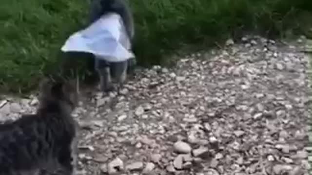 Funny Cats Got Saved by Big Brother Dog