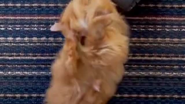 AWW SO CUTE! Cutest baby animals Videos Compilation Cute moment of the Animals