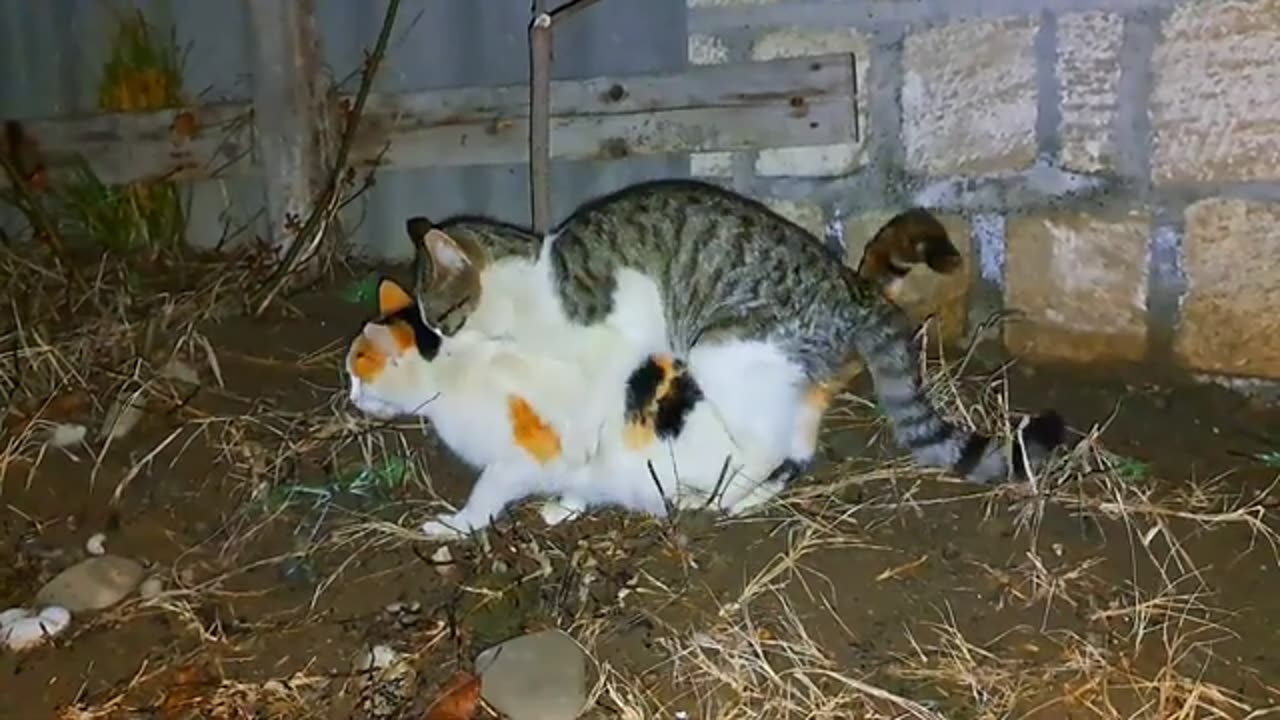 Mating of cute cats 🥰 Very interesting mating video #streetcats #catmating #catvideos