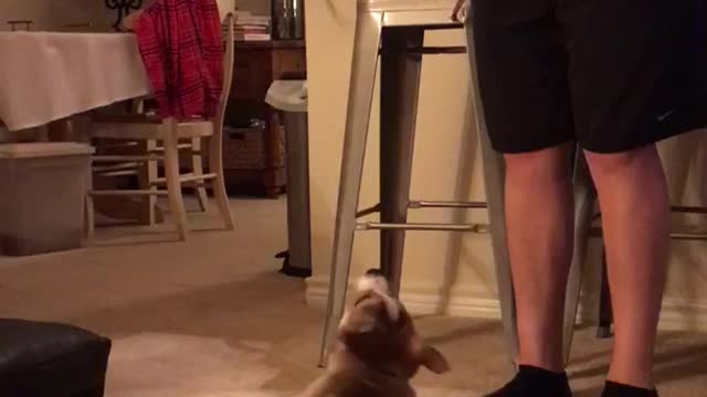 Small puppy dog rolls over on rug carpet gets treat