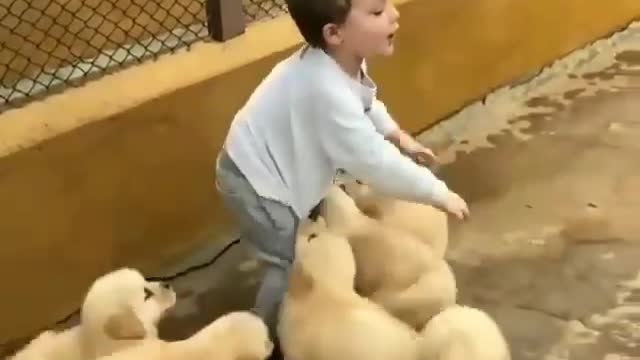 Surrounded by cute dogs