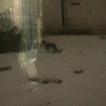 Curious Playful Cats Playing in the Snow 😻