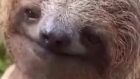 #MondayMotivation_ Level Up with Sloth Mode! #Sloth #SlothSoftTikTok #MondayMood #AnimalLove