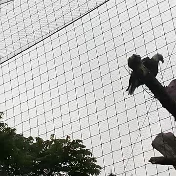 RACINE ZOO 6.8.24 VIDEO8