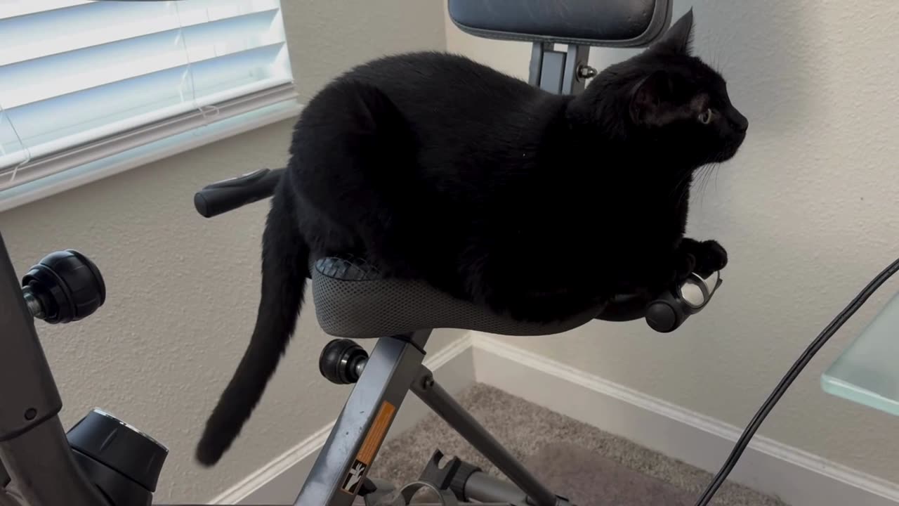 Cute Precious Piper Goes from Exercising to Exploring the Desk - Adopting a Cat from a Shelter Vlog