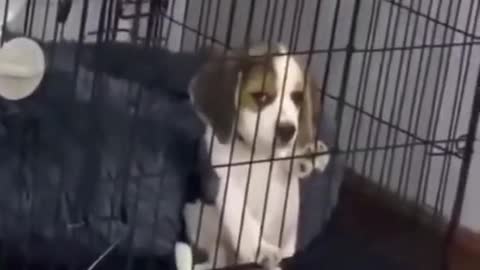 Cute and Funny puppy