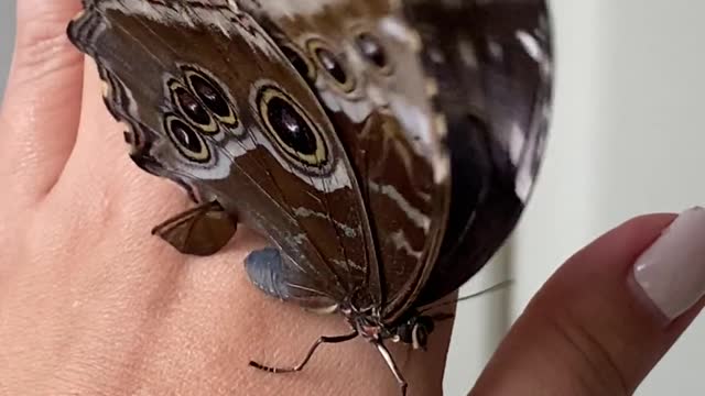 Beautiful butterfly video amazing very nice butterfly videos🇳🇵🇳🇵🇳🇵