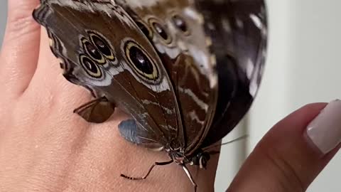 Beautiful butterfly video amazing very nice butterfly videos🇳🇵🇳🇵🇳🇵