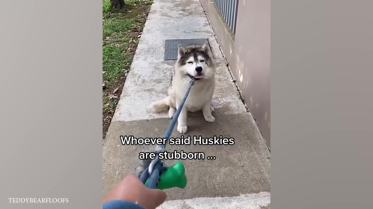 Normal Dog vs Husky