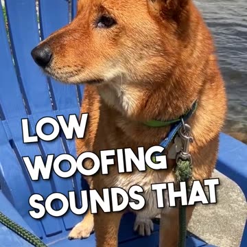 Dad jokes told by Dogs #dadjoke #dogjokes