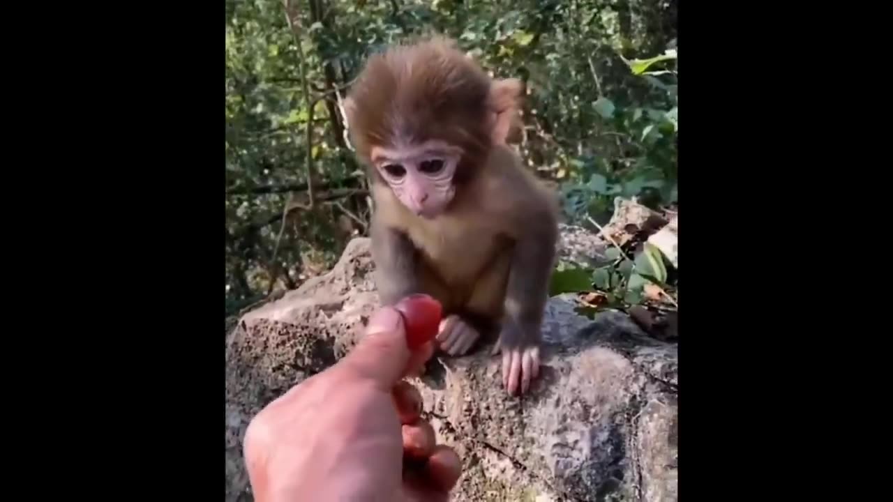 Heartwarming Moments: Adorable Animals Compilation