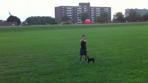 Boston Terrier juega con un globo como un experto