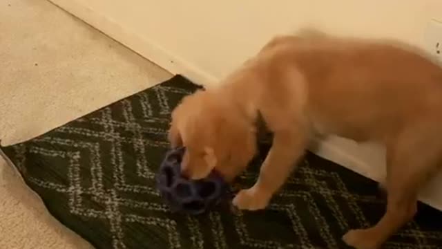 Cute golden retriever puppy playing with new toy