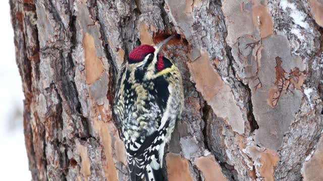 A bird on a tree