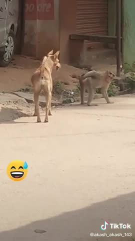 Keep laughing | Super Funny Animal Video that Will Make You Laugh Out Loud|| Do Share & Subscribe