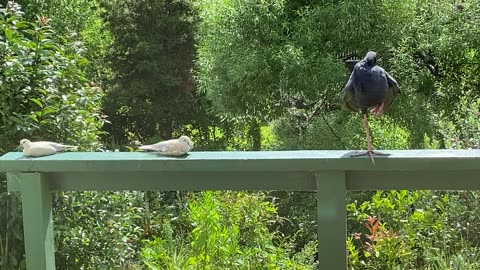 Our Pukeko friend