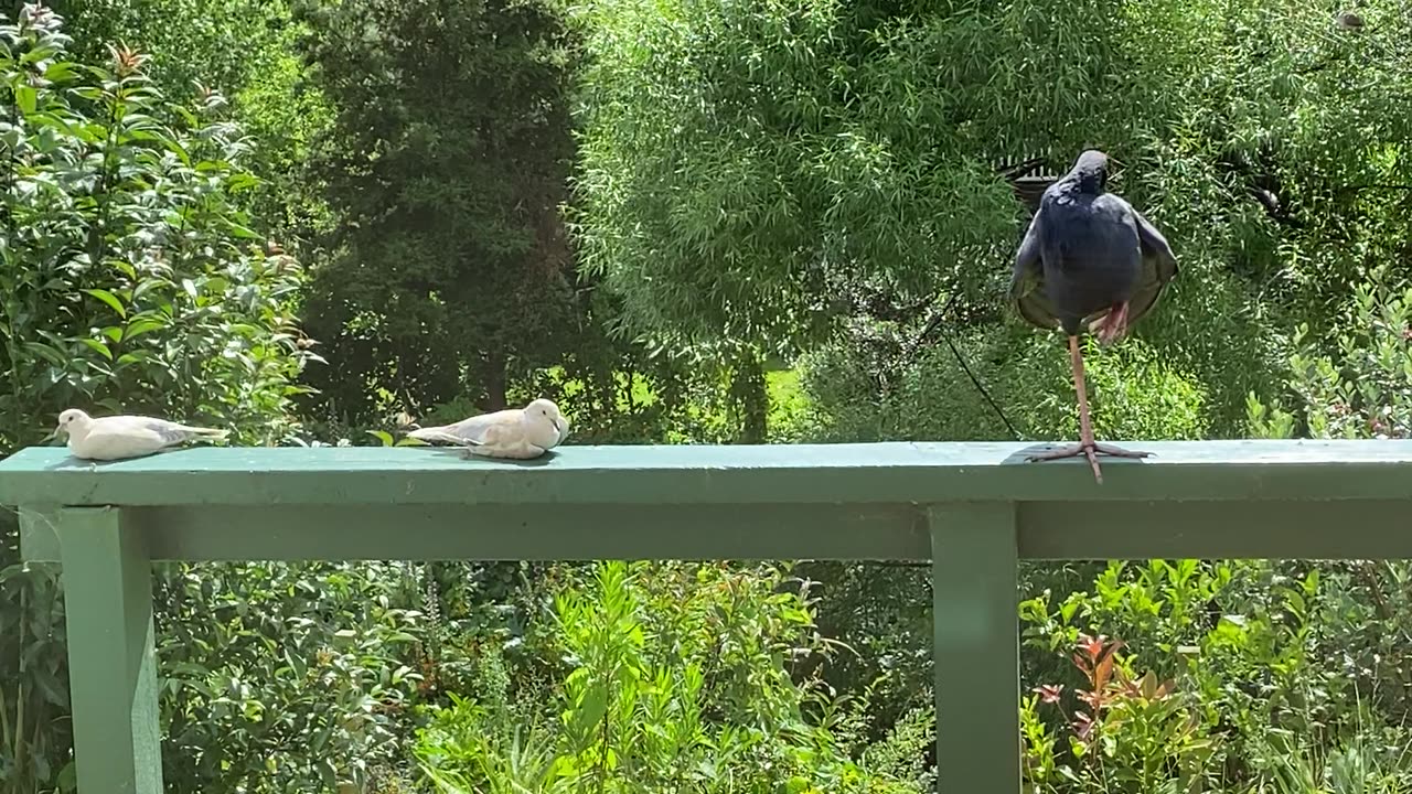 Our Pukeko friend