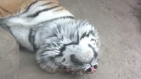 Tiger laying on back seen through glass window