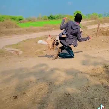 Don't tech me chicken action