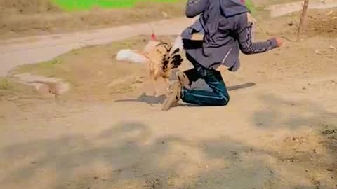 Don't tech me chicken action