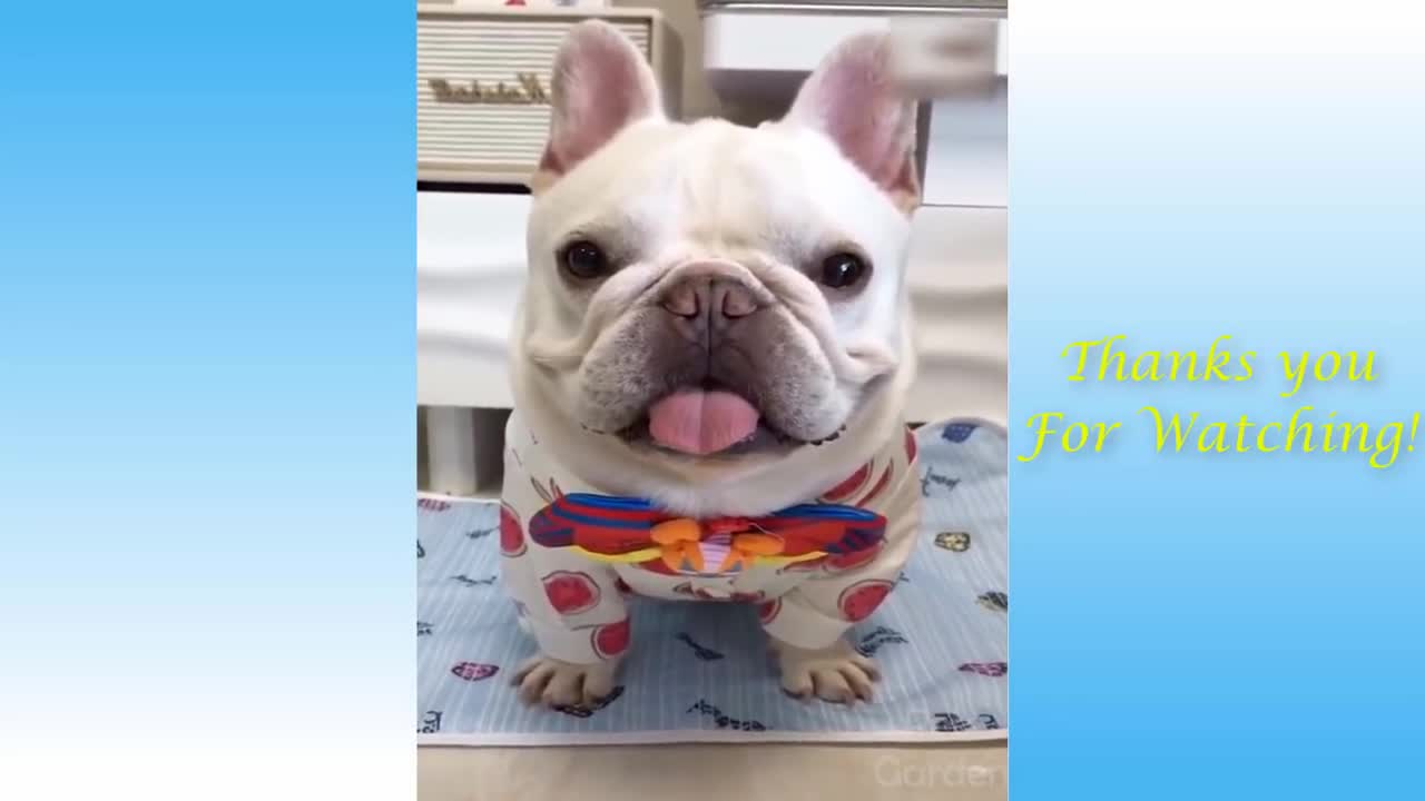 Compilation of funny and cute animal clips