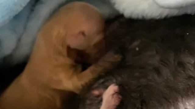 Cute baby twin puppies feeding