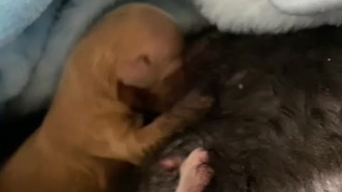 Cute baby twin puppies feeding