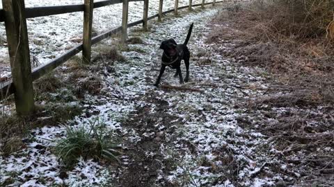 Hank and Ray play together in the snow