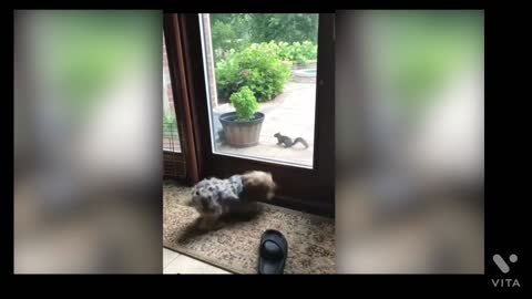 Funny pets