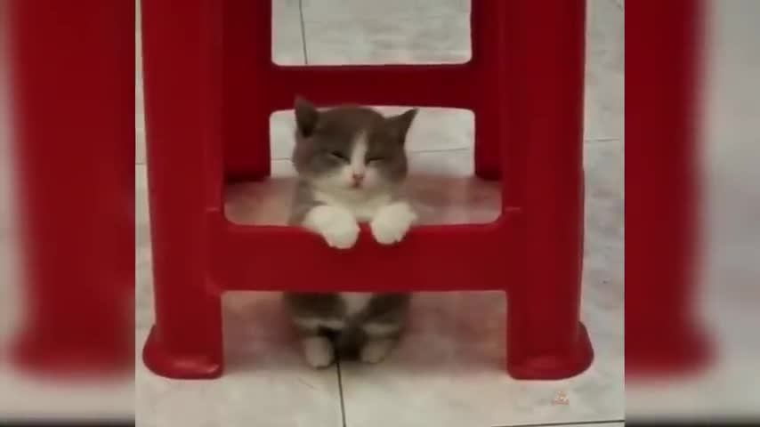 funny cat