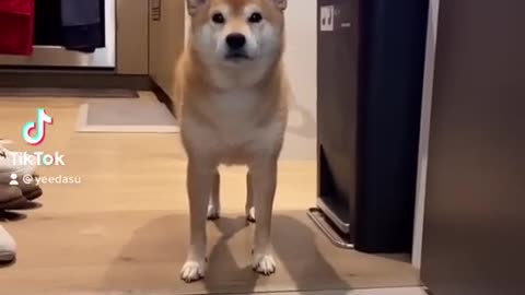 Dog Owner ABUSES his Shiba Inu #cat #cute #kitten #pets #dog