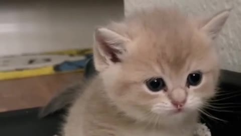 funny cat videos