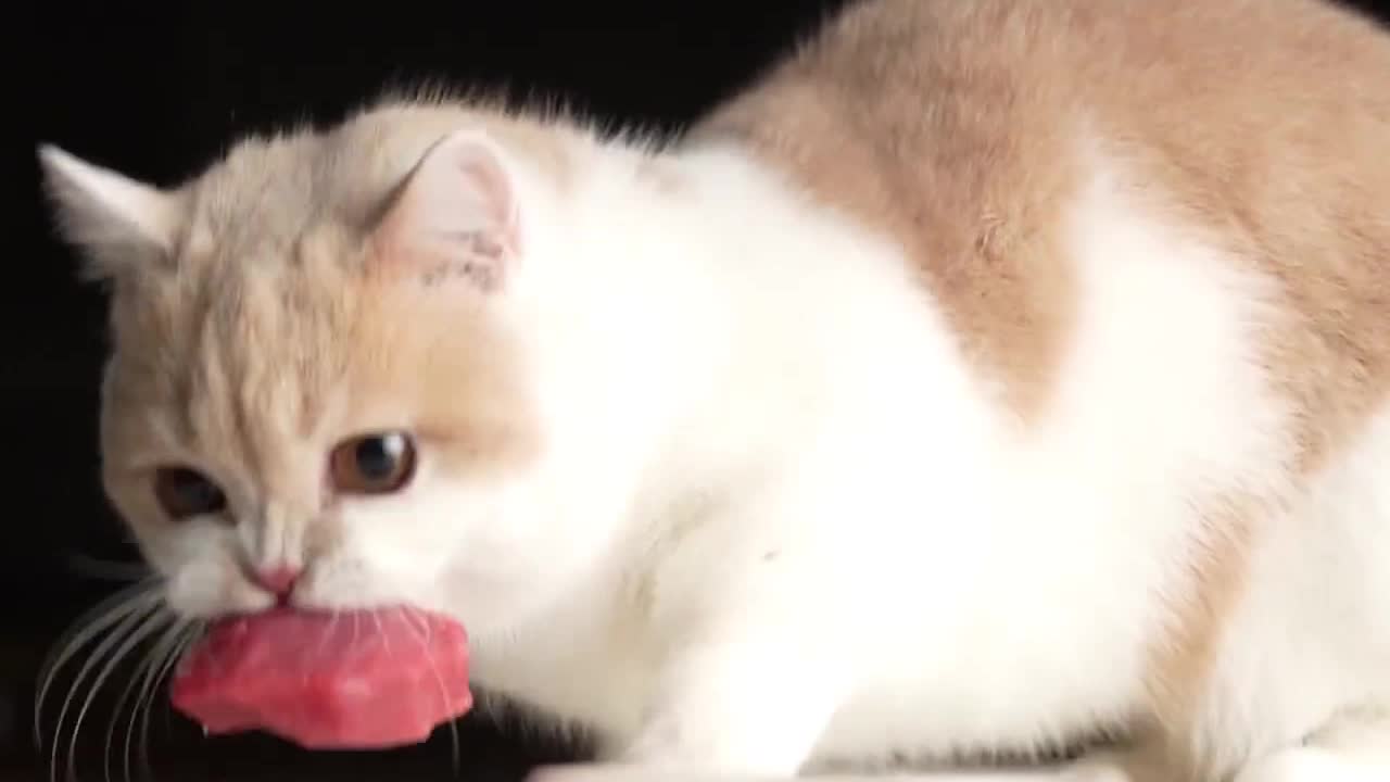 A cat eats meat