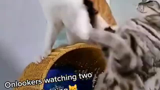 Lovely cats, funny cats, cats videos