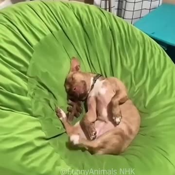 Funny cat and dogs 😂😂