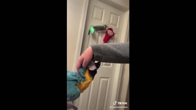 Cute parrot turns and attacks its friend