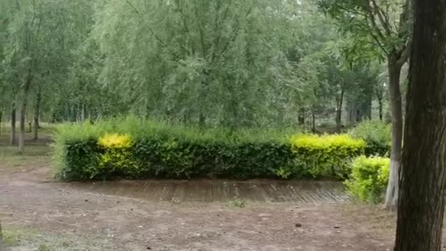 The trees in the park appear more lush after the rain