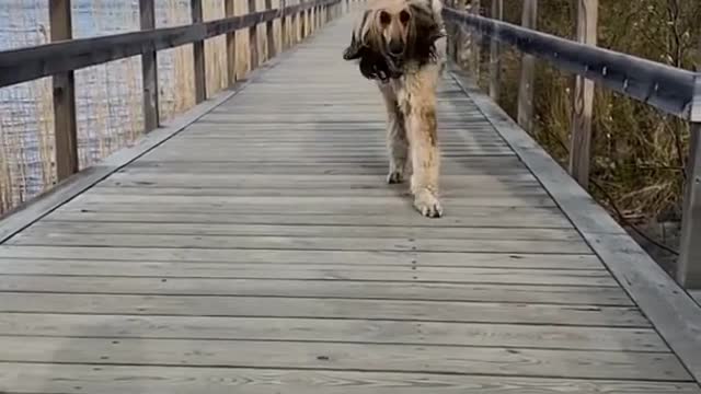 #shorts viral dog video|