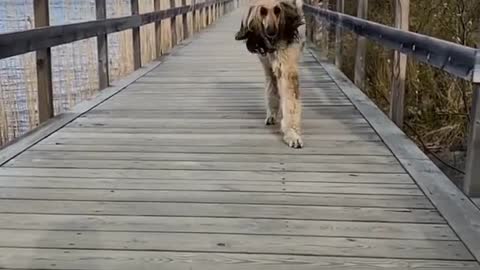 #shorts viral dog video|